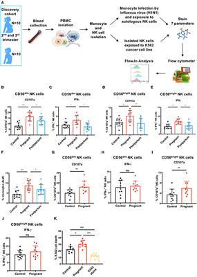 Pregnancy-Induced Alterations in NK Cell Phenotype and Function